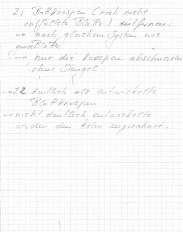 Stephanie Kratz :: 3D :: Ficus Benjaminus :: Notes 8/15