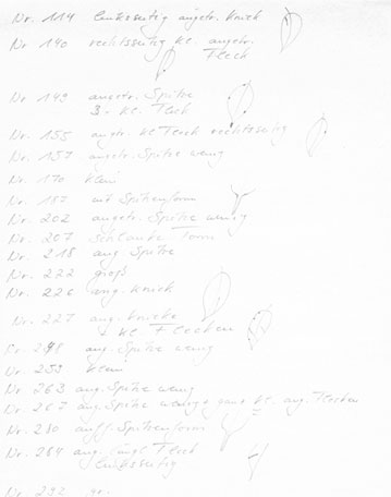 Stephanie Kratz :: 3D :: Ficus Benjaminus :: Notes 10/15